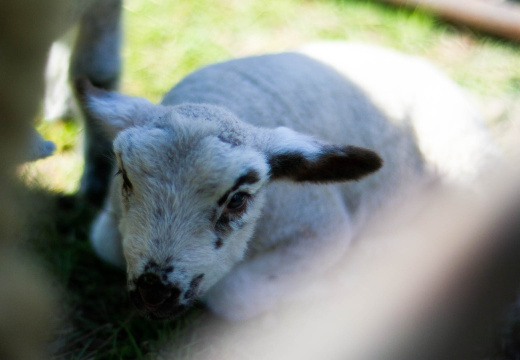 OldFashionedDay2009-04