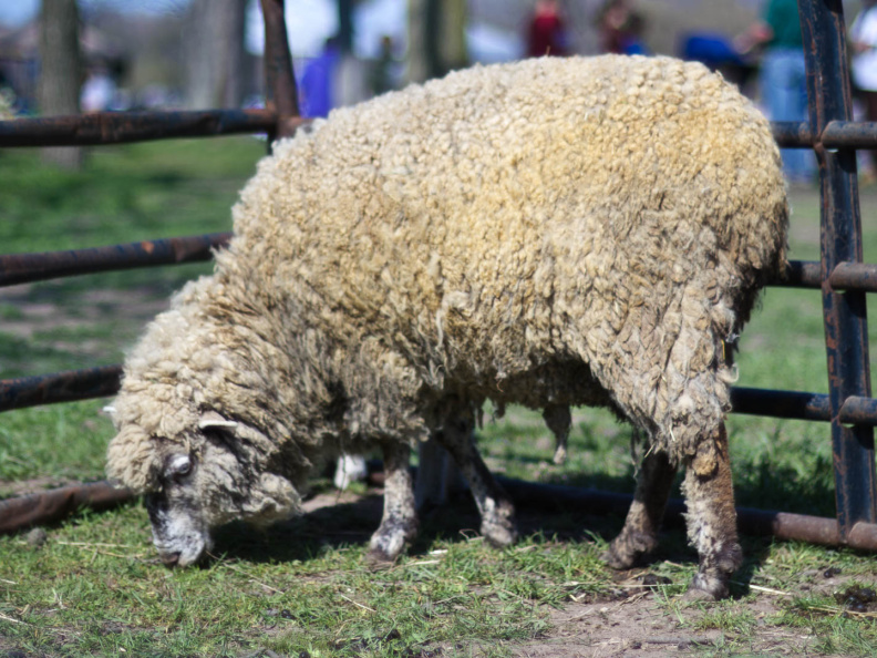 OldFashionedDay2009-05