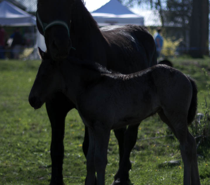 OldFashionedDay2009-13