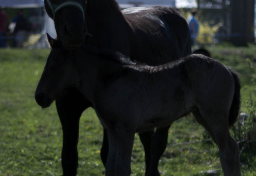 OldFashionedDay2009-13