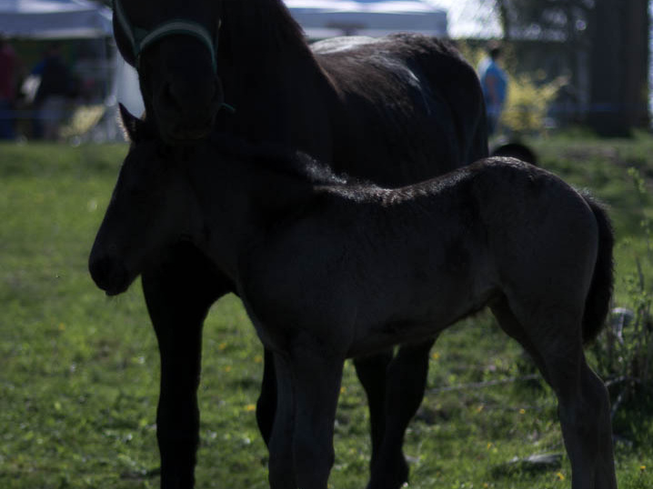OldFashionedDay2009-13