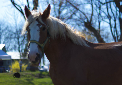 OldFashionedDay2009-14