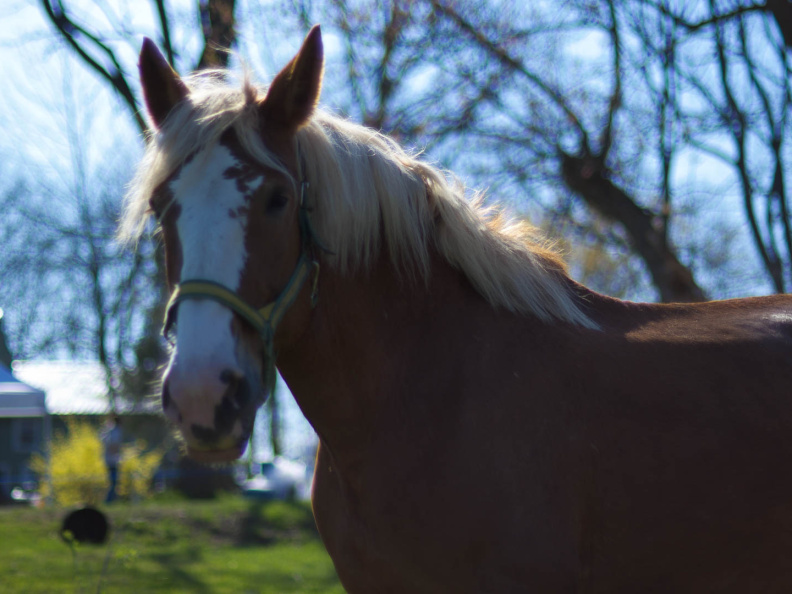 OldFashionedDay2009-14