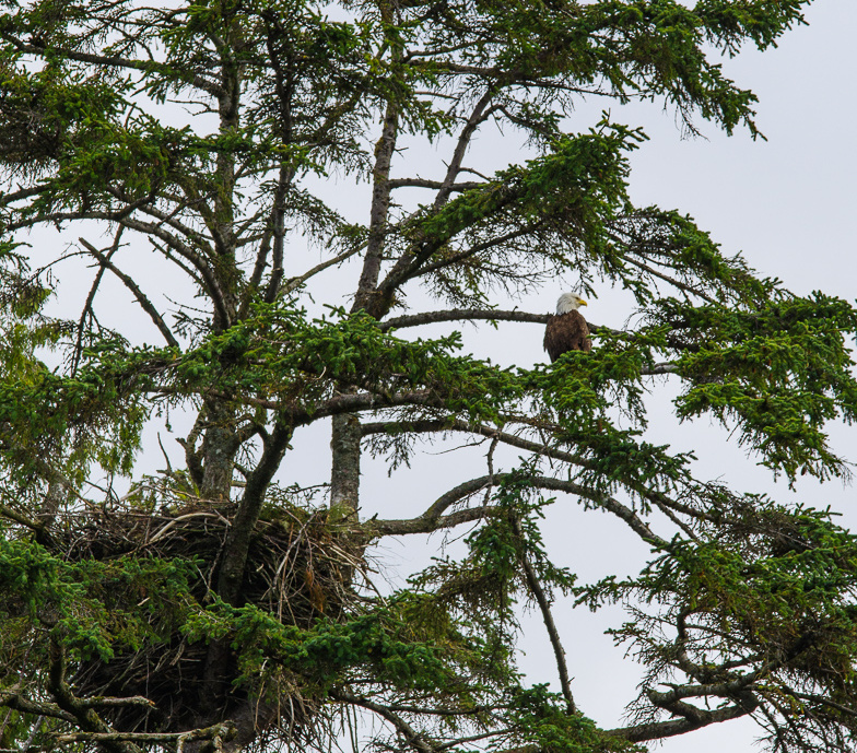 bald eagle and nest