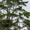bald eagle and nest