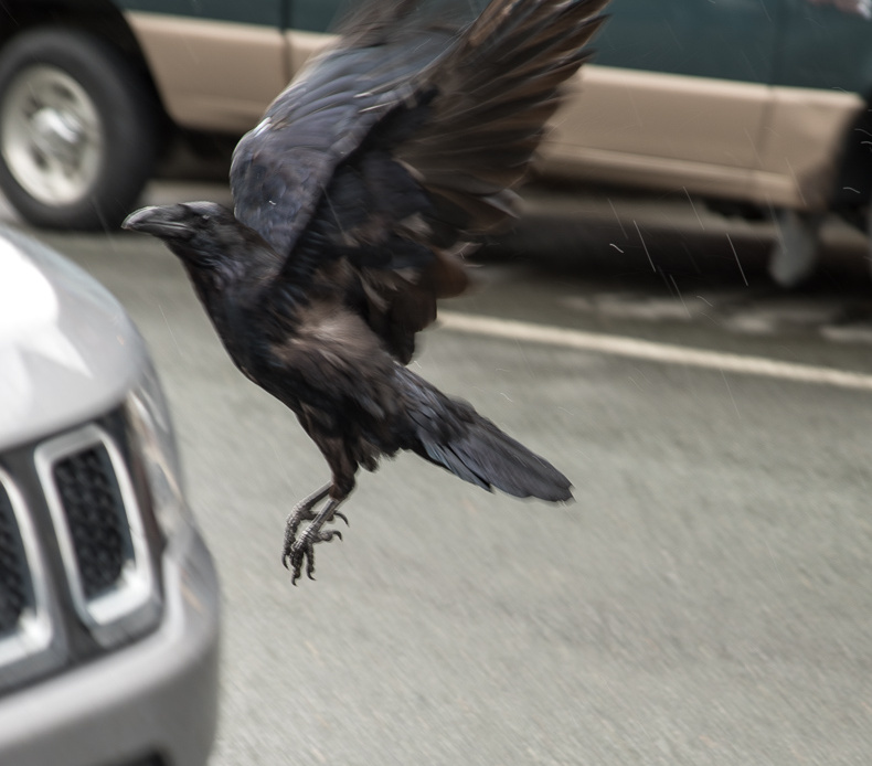 crow landing on Jeep