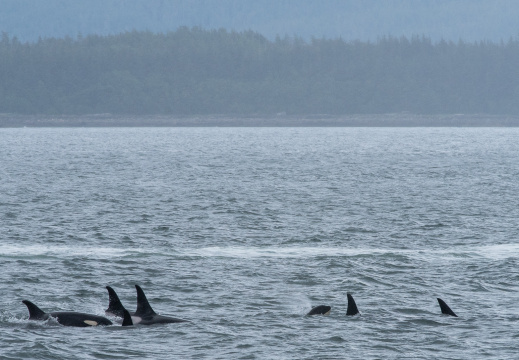 orcas