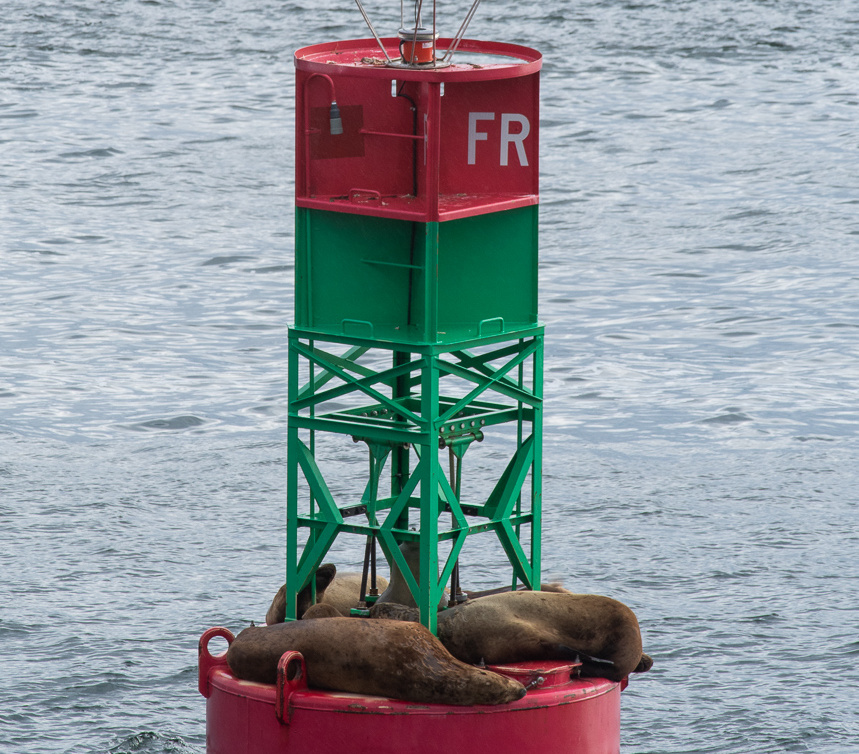 sea lions