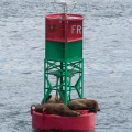 sea lions