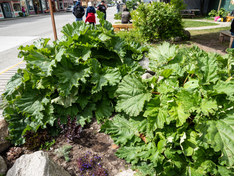 wild rhubarb
