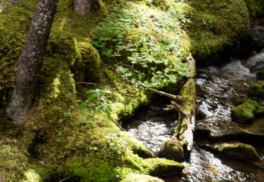 traveling to zipline location