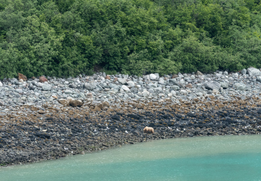 bear on Russell Island