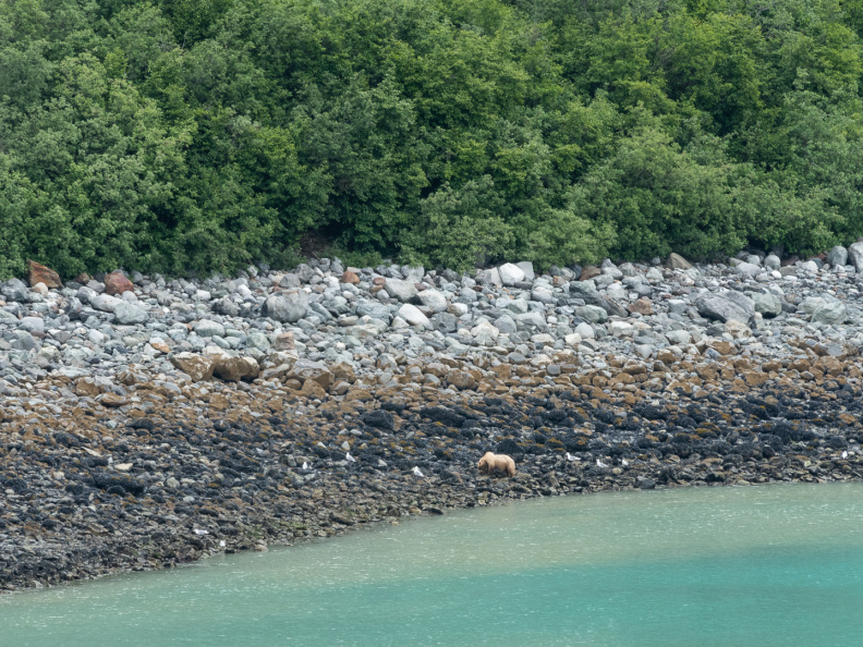 bear on Russell Island