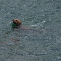 sea lion