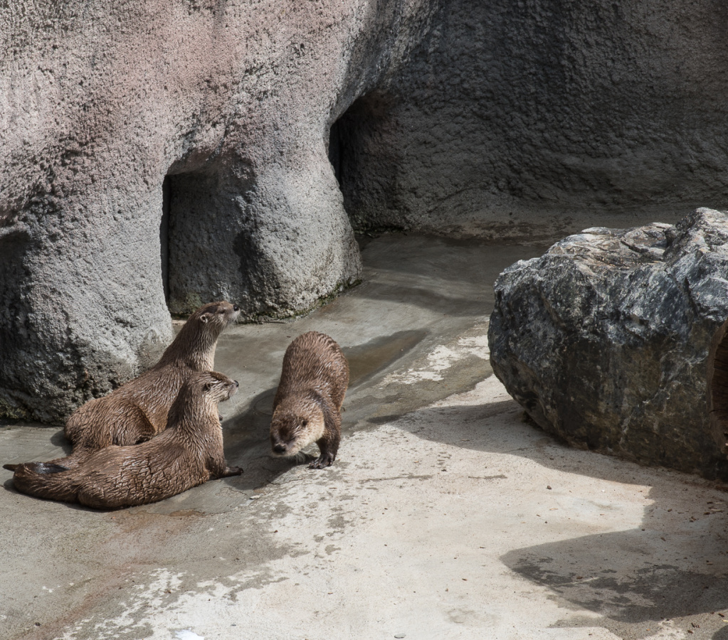 river otters