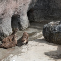 river otters