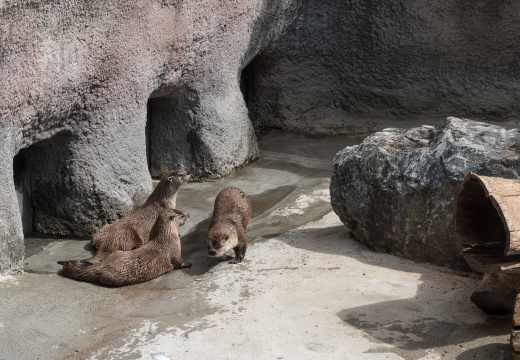river otters