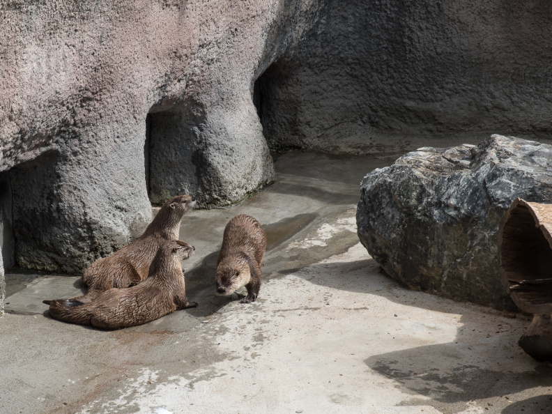 river otters