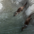 river otters