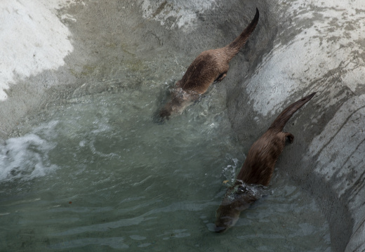 river otters