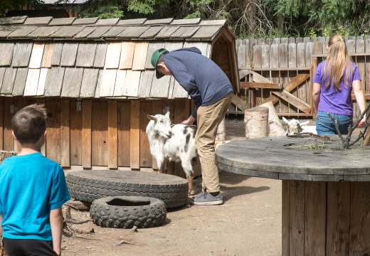 goat in petting zoo