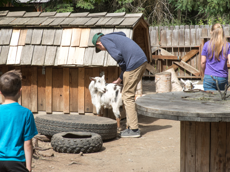 goat in petting zoo