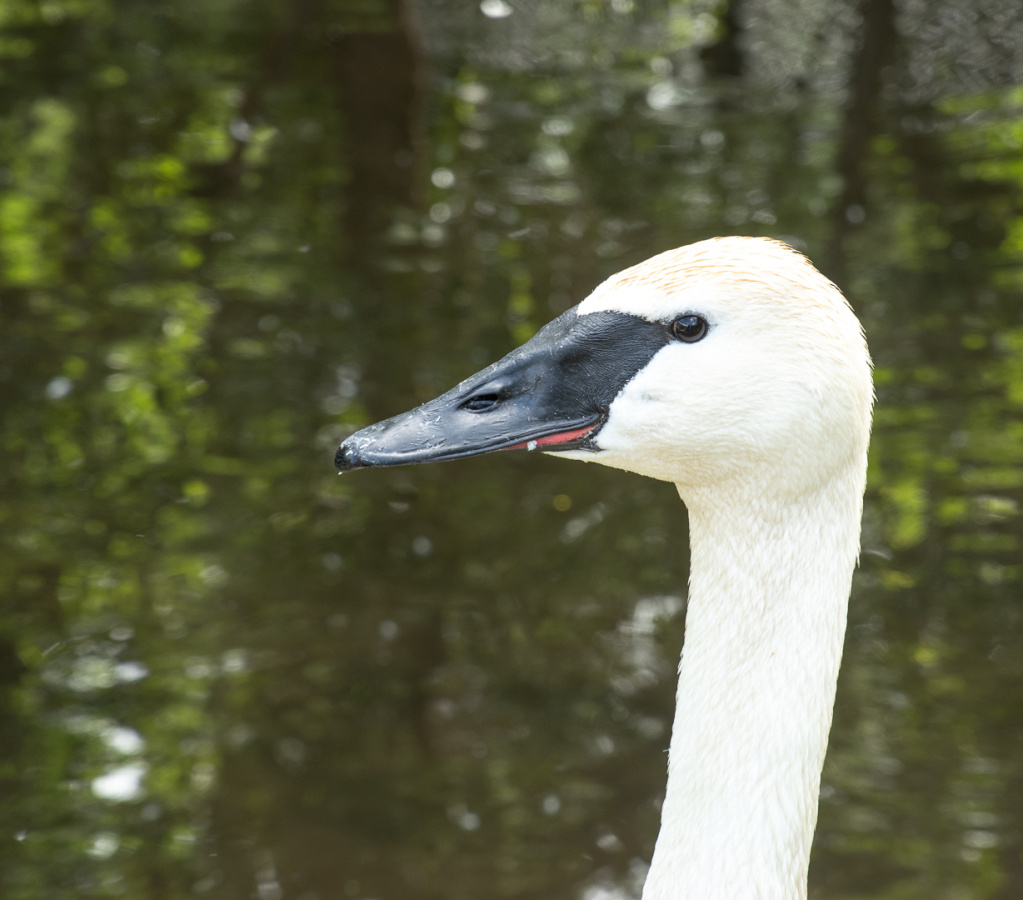 trumpeter swan