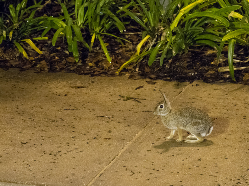 Rabbit on SSR sidewalk