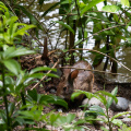 Rabbit in Jungle Cruise queue