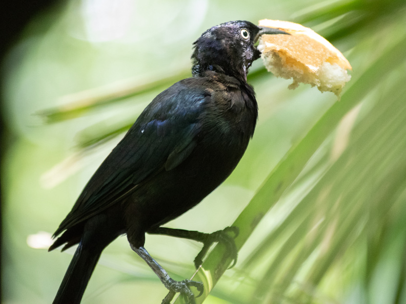 Bird with big piece of bread
