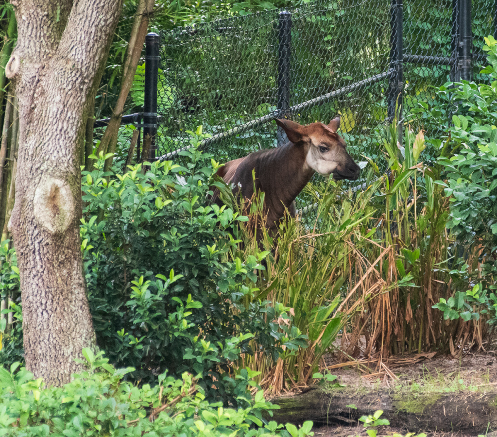 Okapi