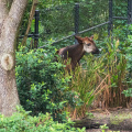 Okapi