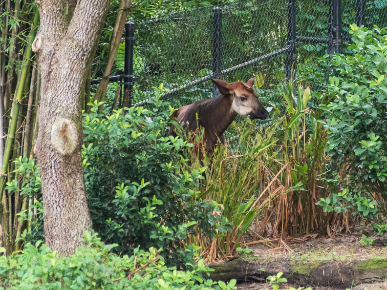 Okapi