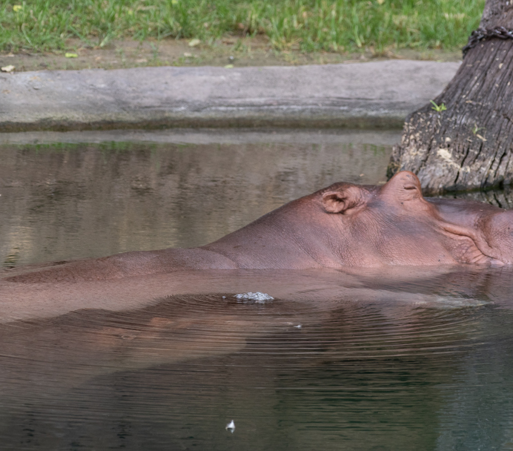 Hippos
