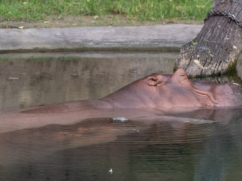 Hippos
