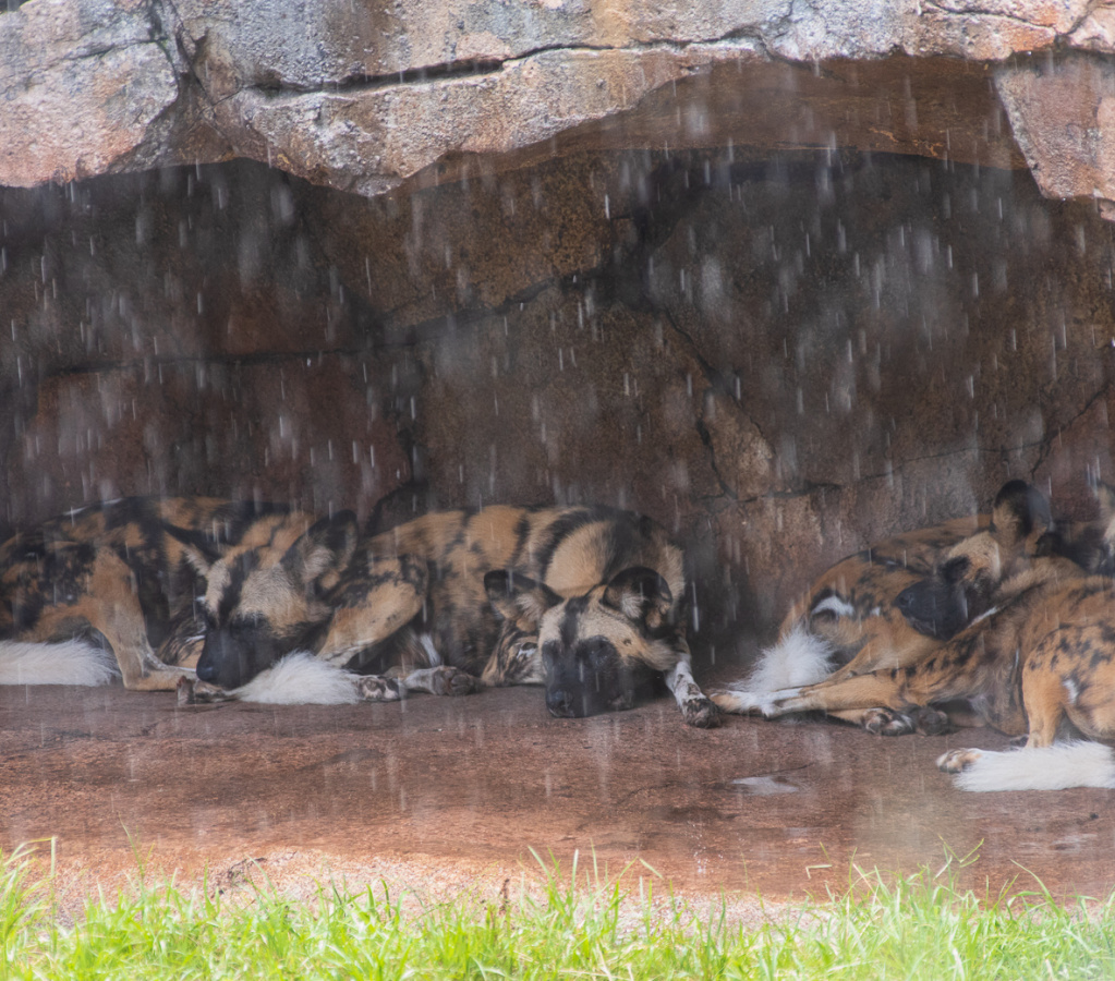 African wild dogs