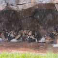 African wild dogs