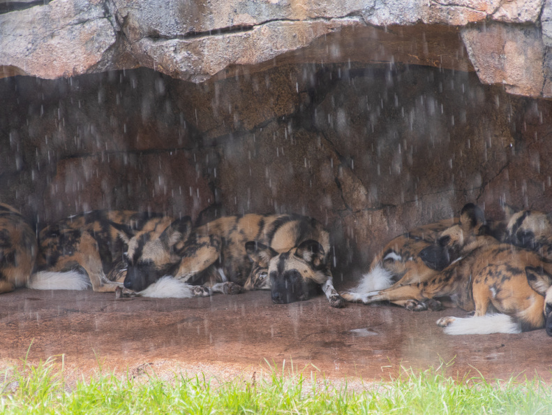 African wild dogs