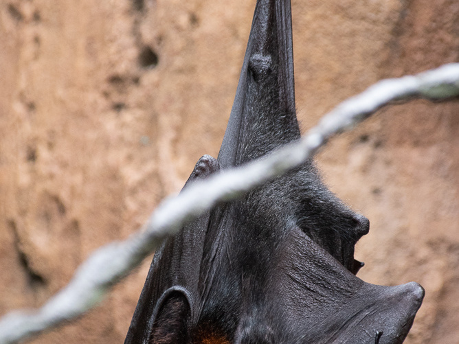 Malayan Flying Fox