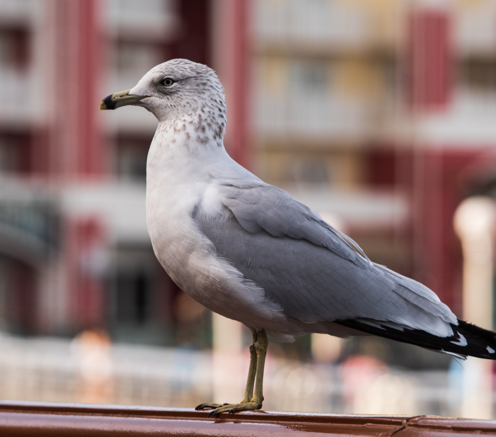 Boardwalk birds