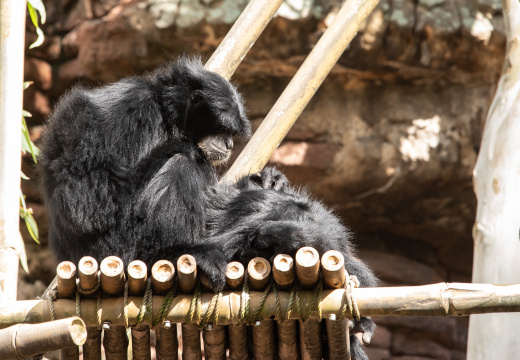 Monkey, maybe colobus