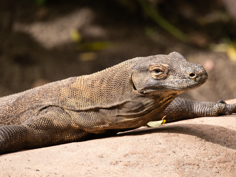 Komodo dragon