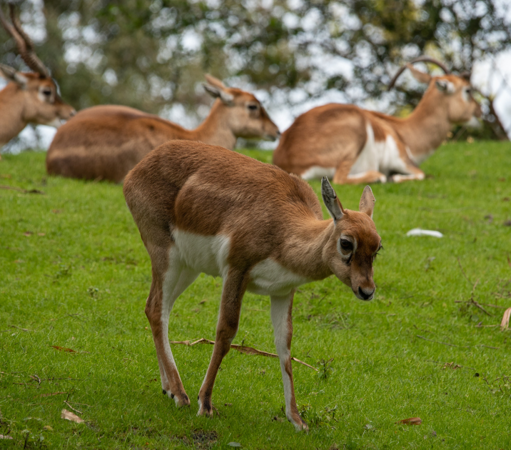 Blackbuck antelopes