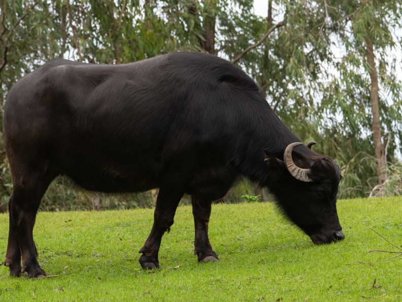Water buffalo