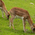 Blackbuck antelopes
