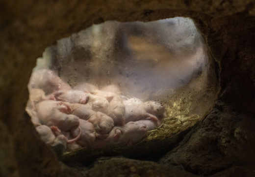 Naked mole rats