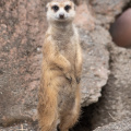 Meerkats