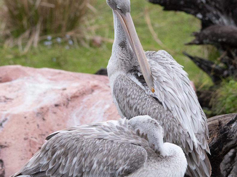 Birds in Animal Kingdom Lodge savanna