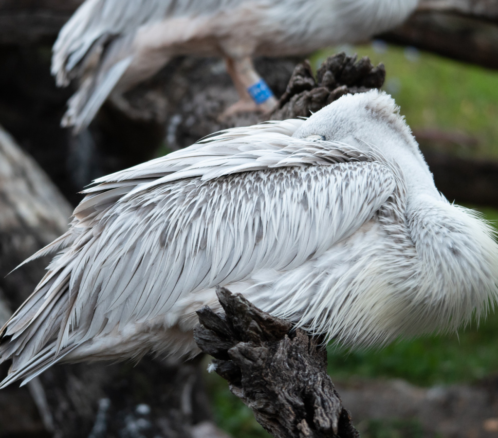 Birds in Animal Kingdom Lodge savanna