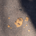 Jack-Jack's cookies on ground